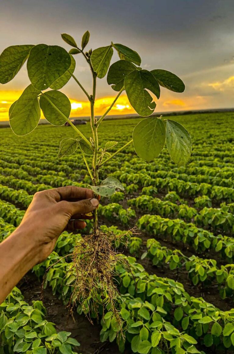 Agro Firms